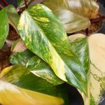 Philodendron 'Strawberry Shake' *Grower's Choice* - Image 4