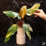 Philodendron 'Strawberry Shake' *Grower's Choice* - Image 6