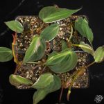 Philodendron Micans Variegated 'Velvet Halo' *Grower's Choice* - Image 2