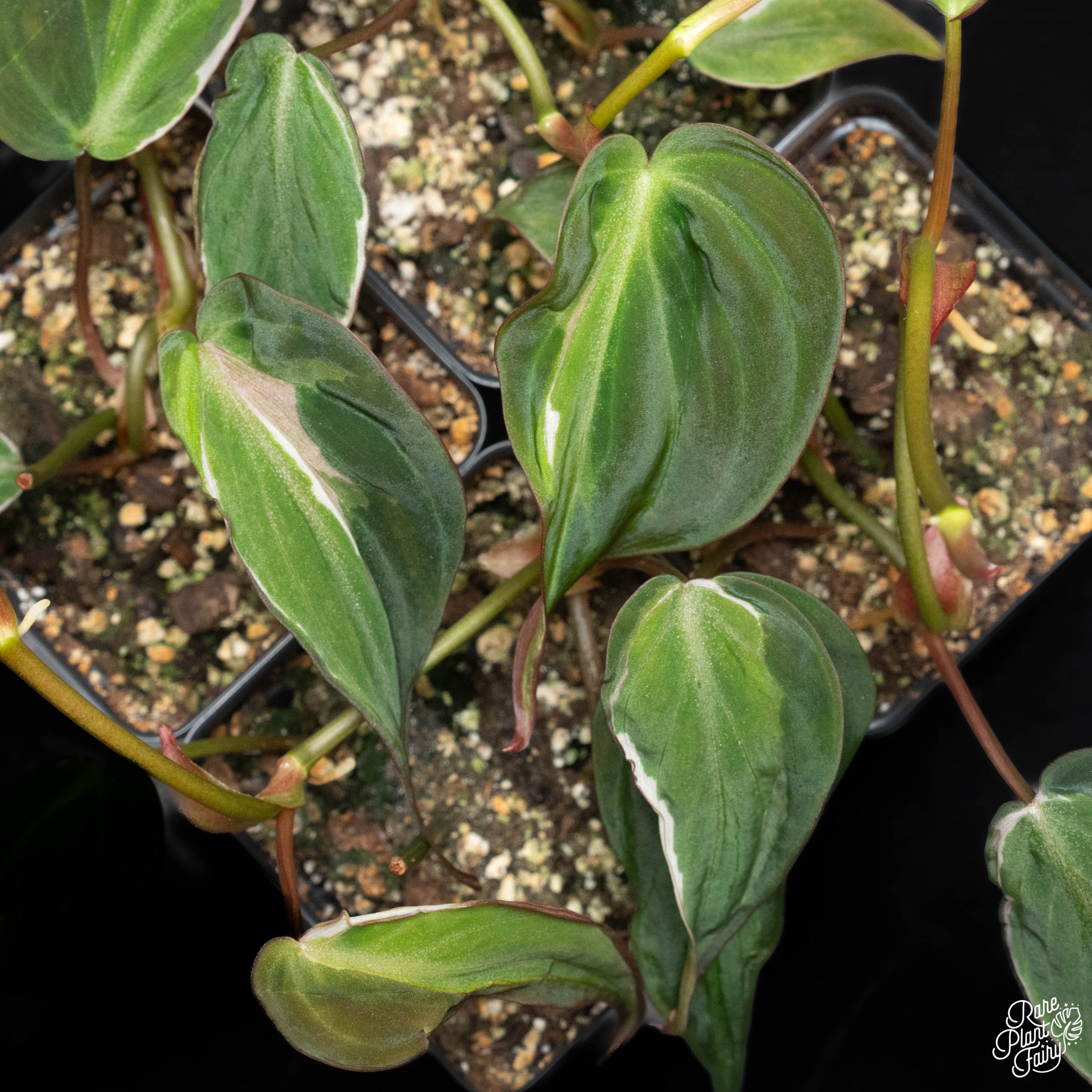DSC09906-2-2.jpg Philodendron Micans Variegated 'Velvet Halo' *Grower's Choice* - Image 1