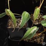 Philodendron Micans Variegated 'Velvet Halo' *Grower's Choice* - Image 3