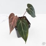 Anthurium Dark and  Handsome '9' x Minerva '20' by DocBlock® (wk24-L) - Image 2