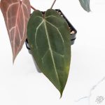 Anthurium Dark and  Handsome '9' x Minerva '20' by DocBlock® (wk24-L) - Image 4