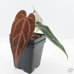 Anthurium Dark and  Handsome '9' x Minerva '20' by DocBlock® (wk24-L)