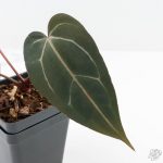 Anthurium Dark and  Handsome '9' x Minerva '20' by DocBlock® (wk24-L) - Image 5