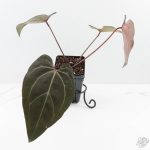 Anthurium Dark and Handsome '9' x Zara '14' by DocBlock® (wk24-K) - Image 2