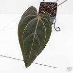 Anthurium Dark and Handsome '9' x Zara '14' by DocBlock® (wk24-K) - Image 4