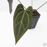 Anthurium Dark and Handsome '9' x Zara '14' by DocBlock® (wk24-K) - Image 5