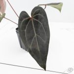 Anthurium Dark and Handsome '9' x Zara '14' by DocBlock® (wk24-K) - Image 6