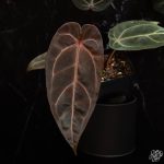 Anthurium Red Velvet Cake '24' x Dark and Handsome '9' by DocBlock® *Grower's choice* - Image 2