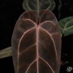 Anthurium Red Velvet Cake '24' x Dark and Handsome '9' by DocBlock® *Grower's choice* - Image 3