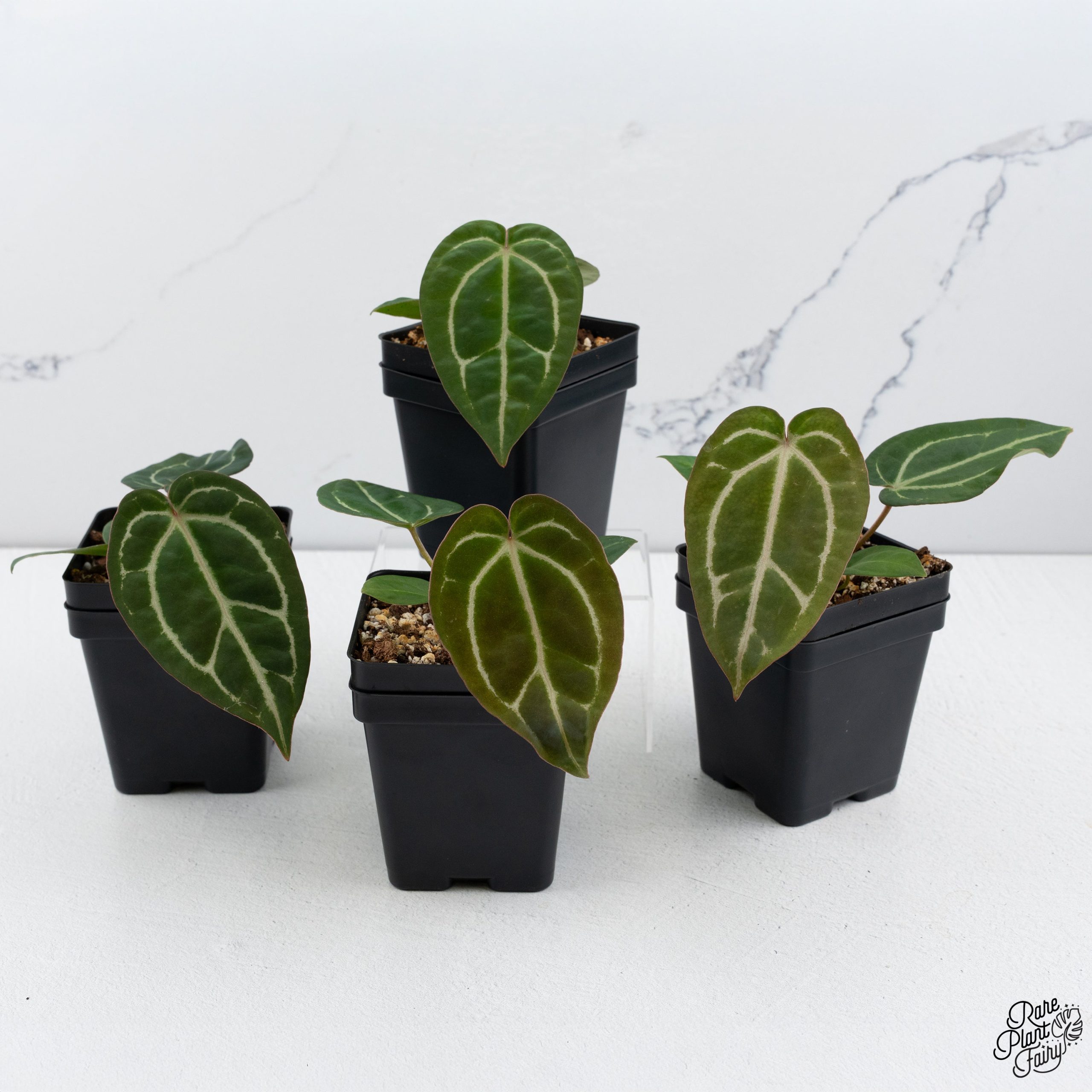 DocBlock39x39_Grower_sChoice_2025-10-17_WEEK42_-2_9a66cea1-92a1-4802-99e8-bf83c77f8f07-2.jpg Anthurium Brown Derby '39' x Brown Derby '39' by DocBlock® *Grower's Choice* - Image 1