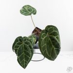 Variegated Anthurium  Zara '29' x  Zara '3' by DocBlock® (wk24-UJ) - Image 2