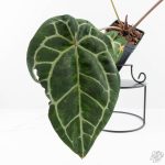 Variegated Anthurium  Zara '29' x  Zara '3' by DocBlock® (wk24-UJ) - Image 4