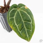 Variegated Anthurium  Zara '29' x  Zara '3' by DocBlock® (wk24-UJ) - Image 5