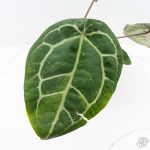 Variegated Anthurium  Zara '29' x  Zara '3' by DocBlock® (wk24-UJ) - Image 6