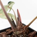 Variegated Anthurium  Zara '29' x  Zara '3' by DocBlock® (wk24-UJ) - Image 7
