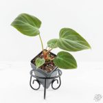 Philodendron sp. 'El Choco Red' *Growers Choice* - Image 3