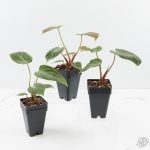 Philodendron sp. 'El Choco Red' *Growers Choice* - Image 5
