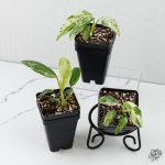 Epipremnum Giganteum Marble Variegated *Grower's Choice* - Image 3