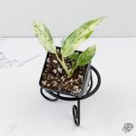 Epipremnum Giganteum Marble Variegated *Grower's Choice* - Image 2