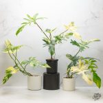 Philodendron 'Florida Beauty x Mayoi' Variegated *Grower's Choice* - Image 2
