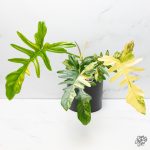 Philodendron 'Florida Beauty x Mayoi' Variegated *Grower's Choice*