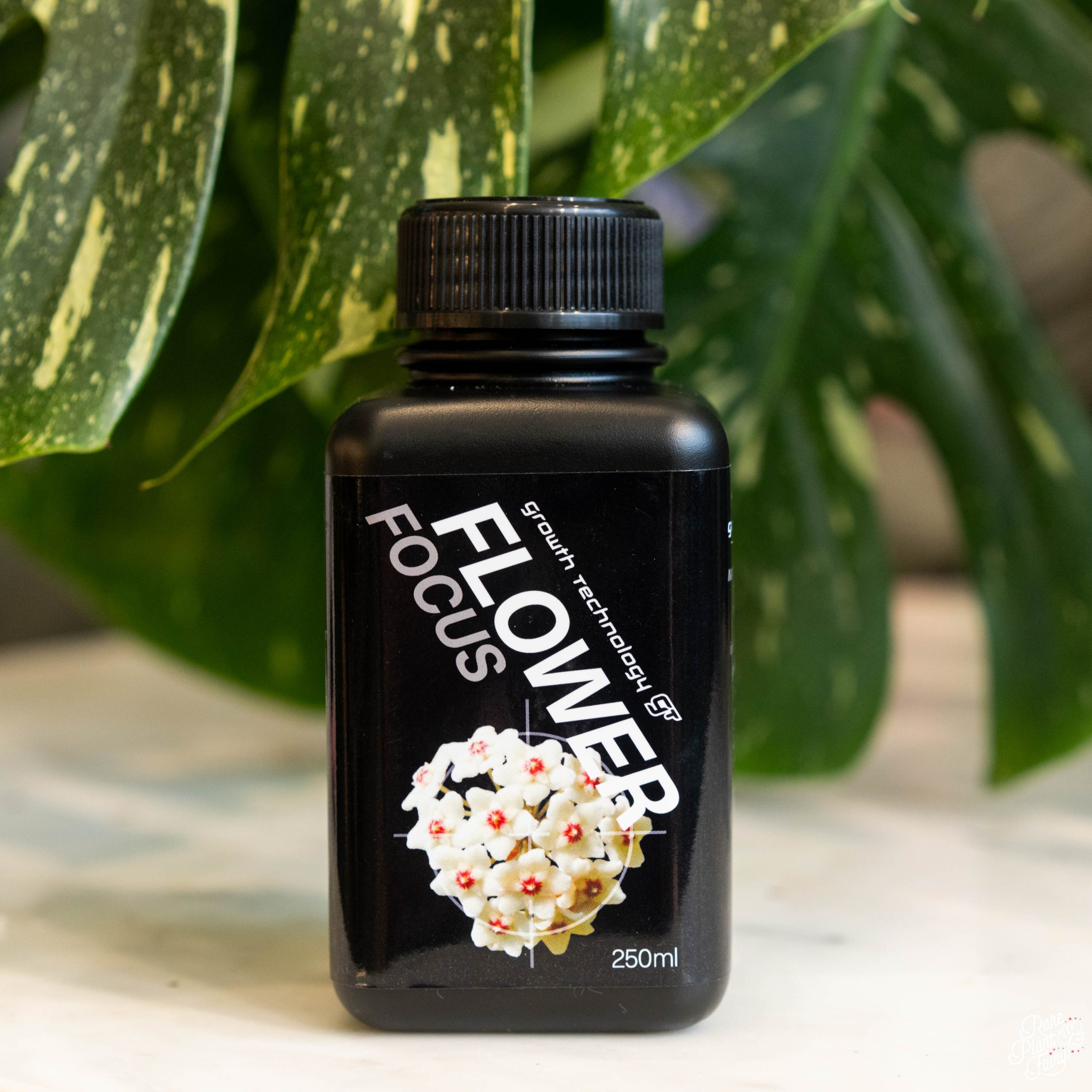 Flower Focus fertilizer for rare plants that bloom, such as Hoya