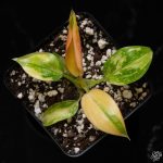 Philodendron 'Green Congo Nuclear variegated *Grower's Choice* - Image 4