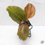 Kaempferia sp. Pink Variegated Ginger *Grower's Choice*