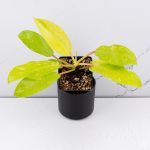Philodendron 'Golden Goddess' Marble Variegated *Grower's Choice*