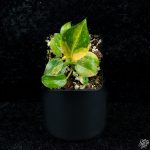Philodendron 'Green Congo Nuclear variegated *Grower's Choice* - Image 6