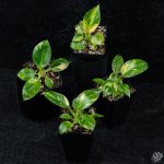 Philodendron 'Green Congo Nuclear variegated *Grower's Choice* - Image 7