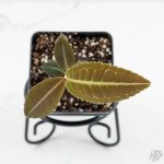 Labisia sp. Riau *Grower's Choice*