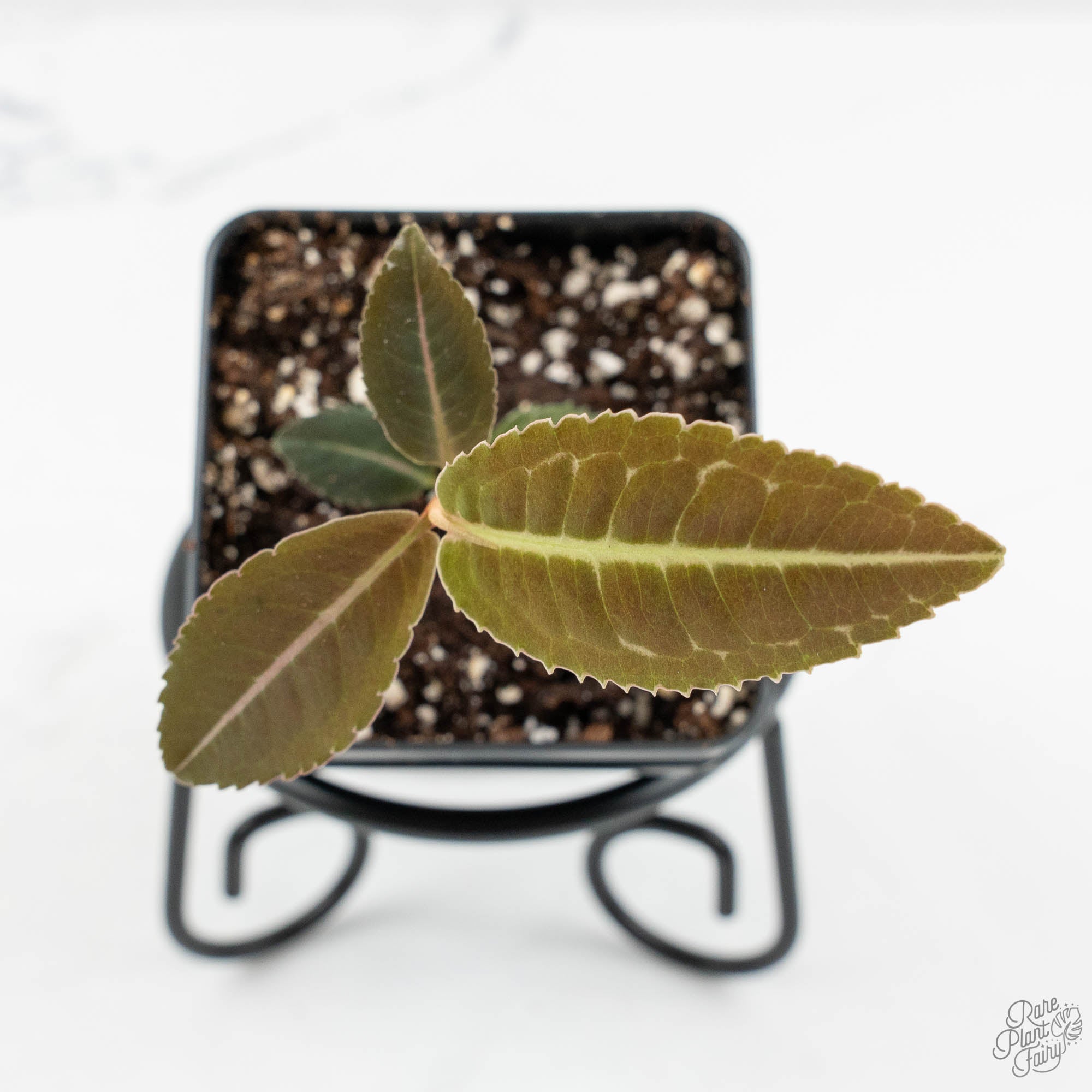 Grower_sChoice-Labisiariau-3_9eef5769-d0ef-49b7-9ac2-26082c1909b1-3.jpg Labisia sp. Riau *Grower's Choice* - Image 1