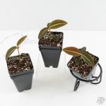 Labisia sp. Riau *Grower's Choice* - Image 3