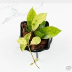 Hoya lacunosa 'Amarillo' *Grower's Choice*
