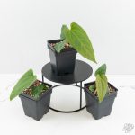 Anthurium magnificum x Sp. Trilobe Rio Guanche *Grower's Choice* - Image 3