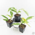 Rhaphidophora foraminifera variegated *Grower's Choice* - Image 4