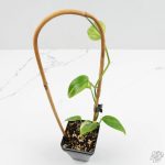 Scindapsus rubicon variegated *Grower's Choice*