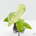 Alocasia odora batik variegated *Grower's Choice*