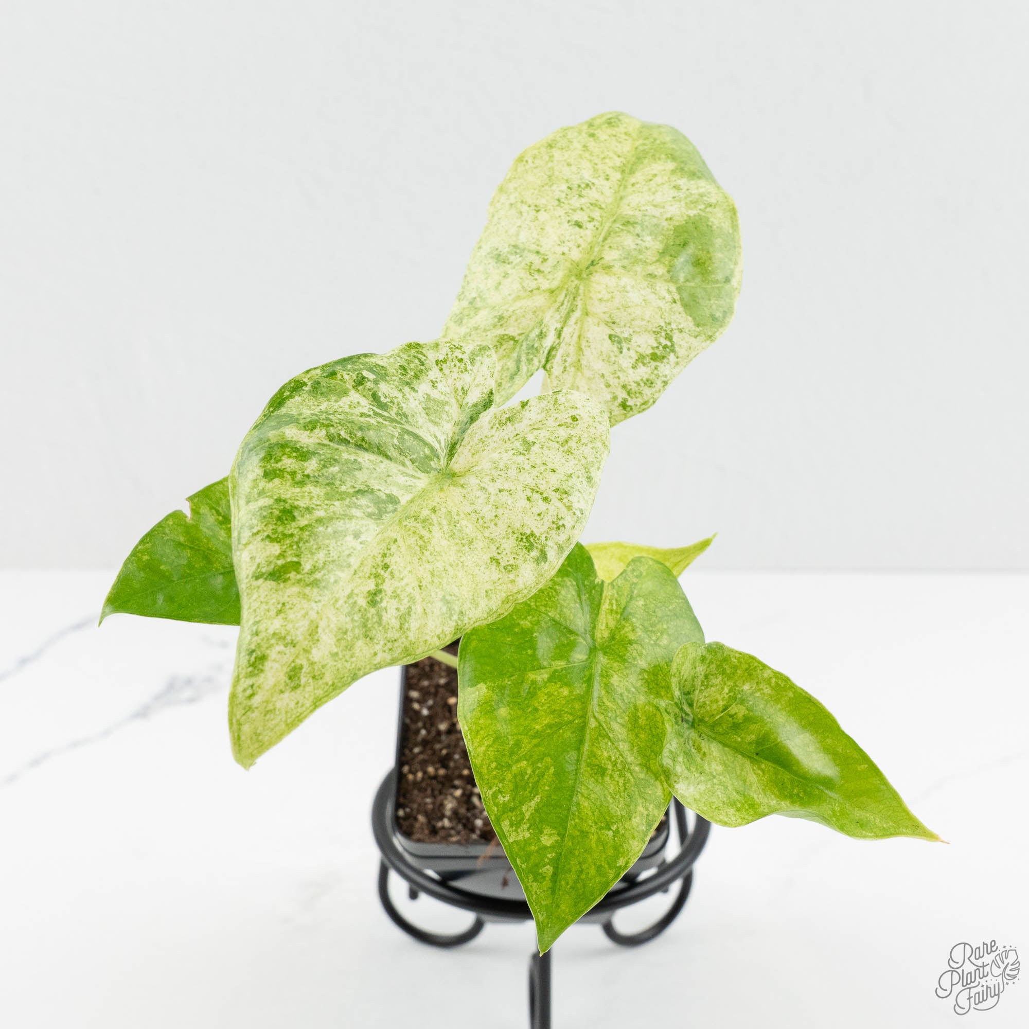 Grower_sChoice-camo-3-3.jpg Alocasia odora batik variegated *Grower's Choice* - Image 1