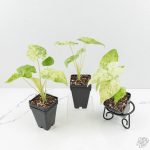 Alocasia odora batik variegated *Grower's Choice* - Image 3