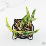 Epipremnum Teruno 'Love Song' *Grower's Choice*