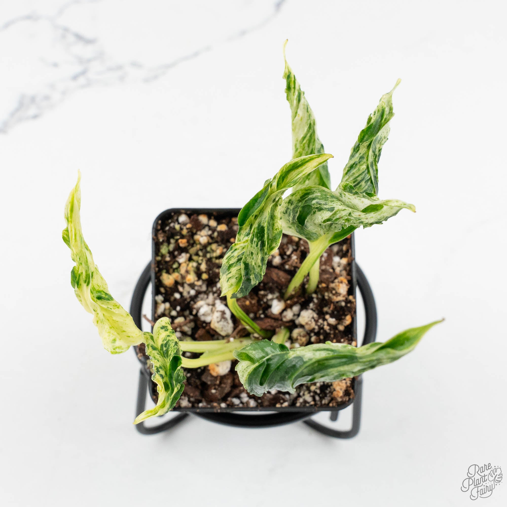 Grower_sChoice-cpiterunolovesongvar-3-3.jpg Epipremnum Teruno 'Love Song' *Grower's Choice* - Image 1