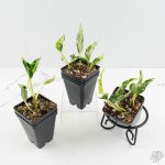 Epipremnum Teruno 'Love Song' *Grower's Choice* - Image 3