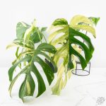 Monstera Deliciosa Mint Variegated NOID (Intermediate Form) *Grower's Choice*