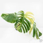 Monstera Deliciosa Mint Variegated NOID (Intermediate Form) *Grower's Choice* - Image 2
