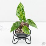 Alocasia 'Shattered Glass' *Grower's Choice*
