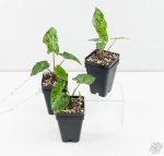 Alocasia 'Shattered Glass' *Grower's Choice* - Image 3